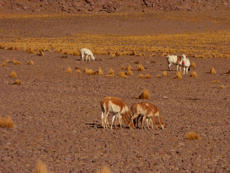 Laguna verde Bolivien Uyuni 4x4 Salzsee Saltlake Dali Desierto Flamencos Flamingos