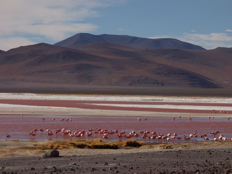   Laguna verde Bolivien Uyuni 4x4 Salzsee Saltlake Dali Desierto Flamencos FlamingosLaguna verde Bolivien Uyuni 4x4 Salzsee Saltlake Dali Desierto Flamencos Flamingos