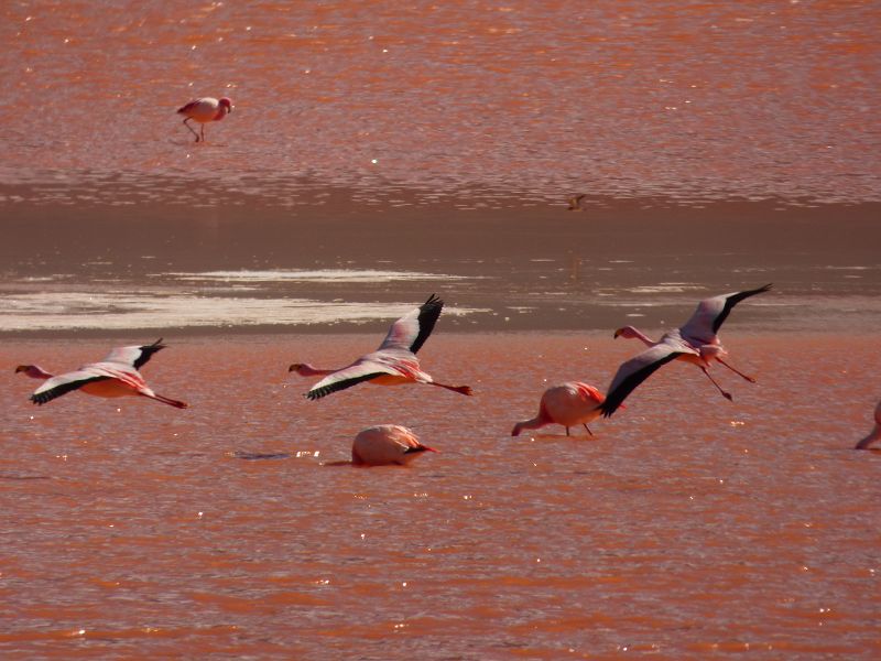   Laguna verde Bolivien Uyuni 4x4 Salzsee Saltlake Dali Desierto Flamencos FlamingosLaguna verde Bolivien Uyuni 4x4 Salzsee Saltlake Dali Desierto Flamencos Flamingos