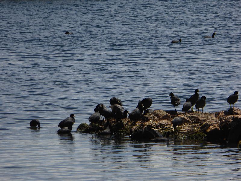   Bolivien  Copacabana  Lago Titicaca Titicacasee Bolivien  Copacabana  Lago Titicaca Titicacasee Cerro Calvario