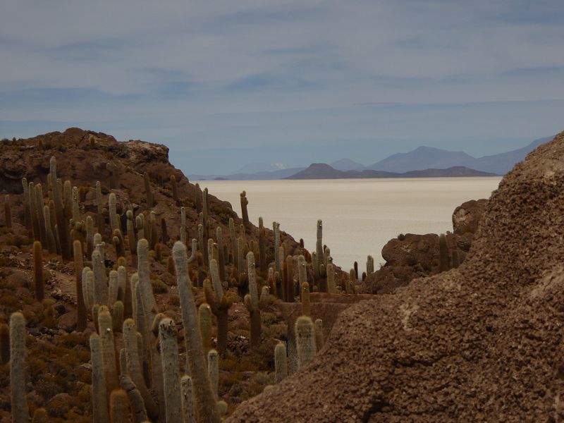 Uyuni Isla de Pescado   Uyuni – Salzseee – Reserva del Salar IncahuasiUyuni Luna Isla de Pescado  Uyuni – Salzseee – Reserva del Salar Incahuasi