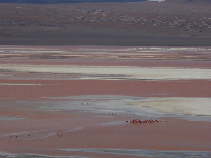 Laguna Pasto Grande Bolivien Uyuni 4x4 Salzsee Saltlake Pasto Grande Flamencos Flamingos