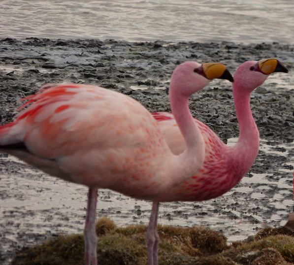 Laguna campina Bolivien Uyuni 4x4 Salzsee Saltlake  Termas de Polques Flamencos Flamingos