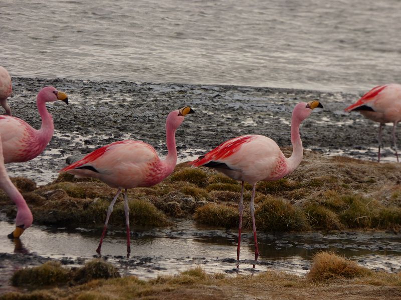 Laguna campina Bolivien Uyuni 4x4 Salzsee Saltlake  Termas de Polques Flamencos Flamingos