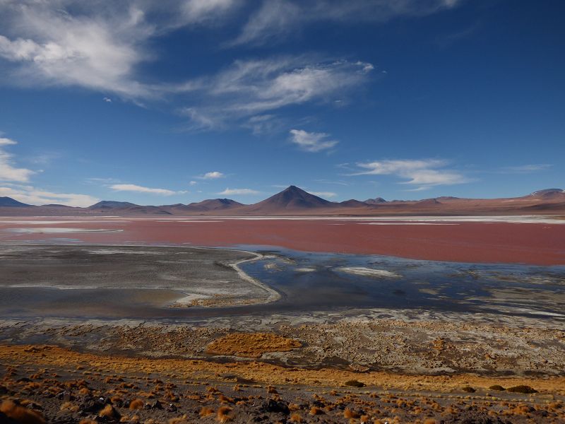 Flamencos Flamingos Laguna verde