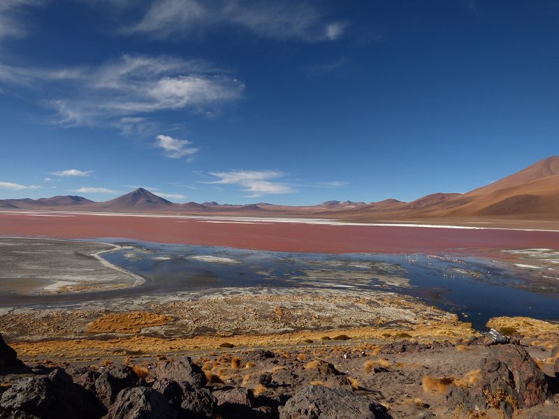 Flamencos Flamingos Laguna verde