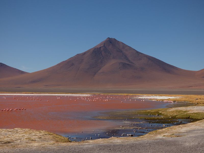 Laguna verde Flamencos Flamingos