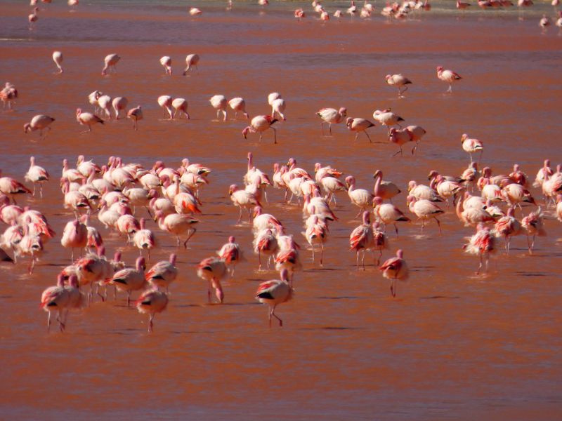   Laguna verde Bolivien Uyuni 4x4 Salzsee Saltlake Dali Desierto Flamencos FlamingosLaguna verde Bolivien Uyuni 4x4 Salzsee Saltlake Dali Desierto Flamencos Flamingos