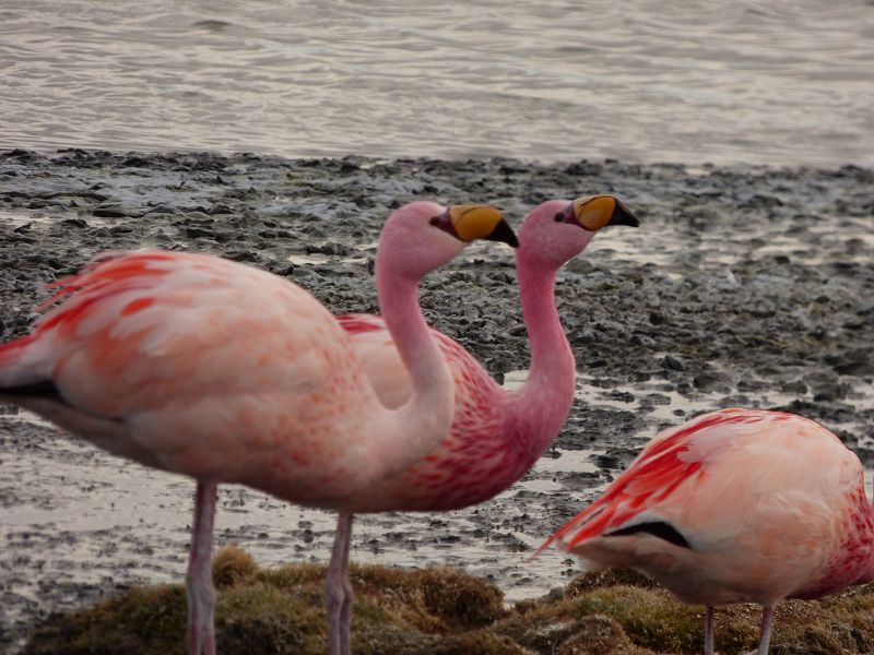 Laguna campina Bolivien Uyuni 4x4 Salzsee Saltlake  Termas de Polques Flamencos Flamingos