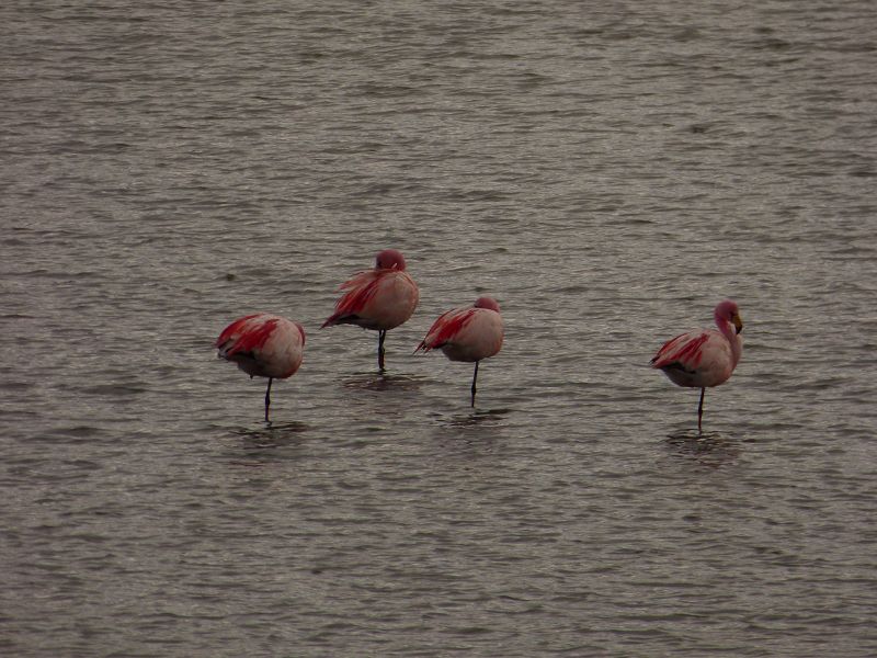 Laguna campina Bolivien Uyuni 4x4 Salzsee Saltlake  Termas de Polques Flamencos Flamingos