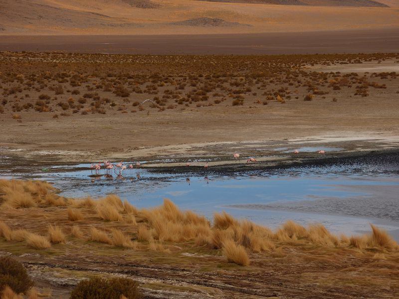 Laguna campina Bolivien Uyuni 4x4 Salzsee Saltlake  Termas de Polques Flamencos Flamingos