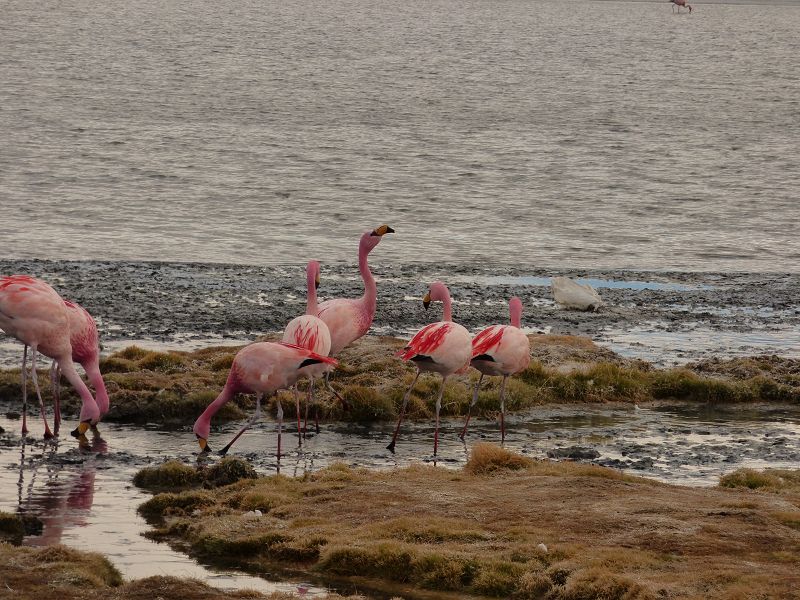 Laguna campina Bolivien Uyuni 4x4 Salzsee Saltlake  Termas de Polques Flamencos Flamingos