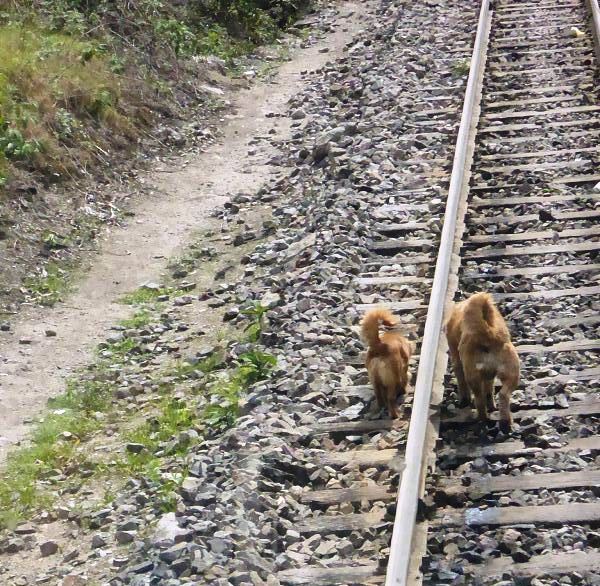 Ollantaytambo  Aguas Calientes  Perurail