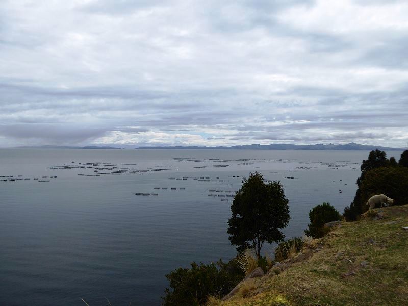 fischfarmen lago titicaca Fishfarming titicacasee