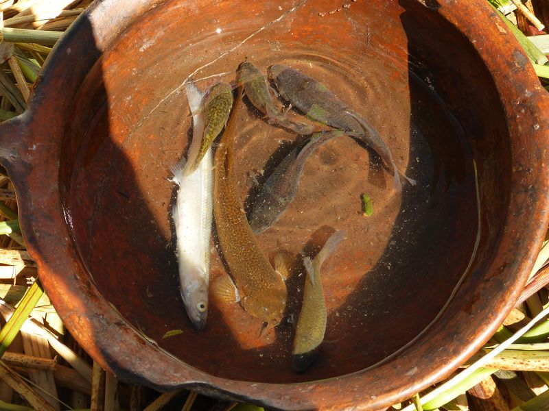 Fische aus Lago Titikaka Titicacasee Bootsfahrt auf dem See cordilliera real Peru