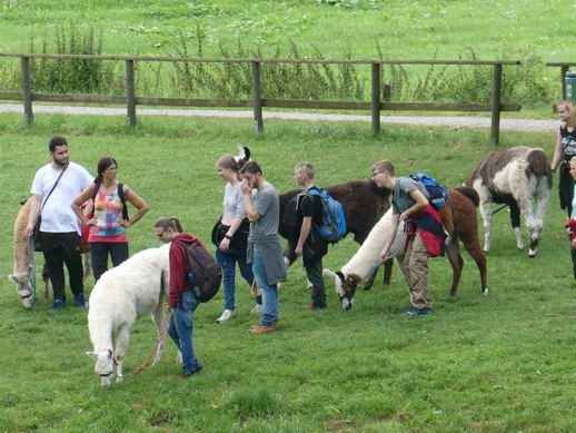 wandern mit Alpaka