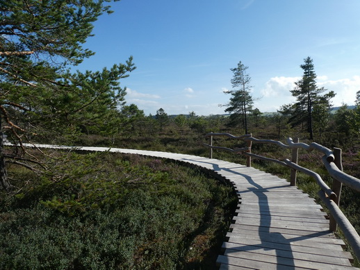 Rhönmoor  Wanderweg moorwanderung schwarzes Moor 