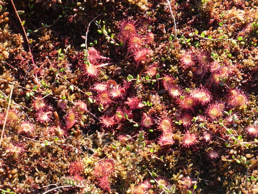   moorwanderung Rotes  MoorWanderweg moorwanderung  moorwanderungen  Rotes  Moor