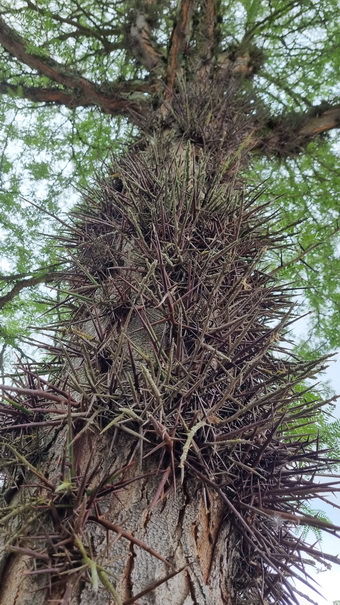 Lederhülsenbaum