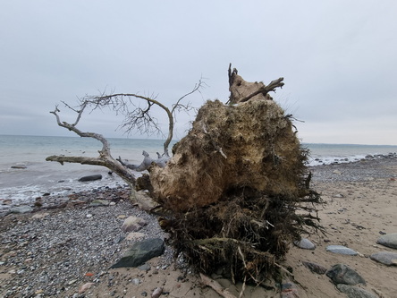 Wanderung Niendorf TraveMünde am vereisten Strand entlang