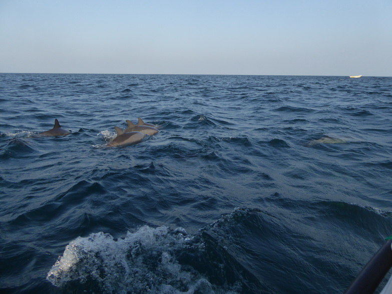   palagamabeach.com   Dolphins Indian Ocean Dolphin Watching in Kalpitiyapalagamabeach.com Dolphins Dolphin Watching in Kalpitiya