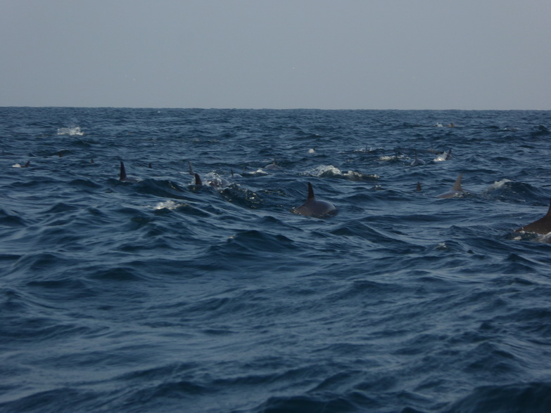 palagama beach    Dolphins Indian Ocean Dolphin Watching in Kalpitiya