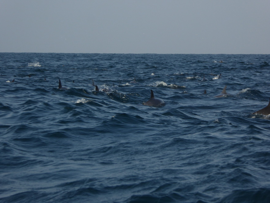 palagama beach    Dolphins Indian Ocean Dolphin Watching in Kalpitiya