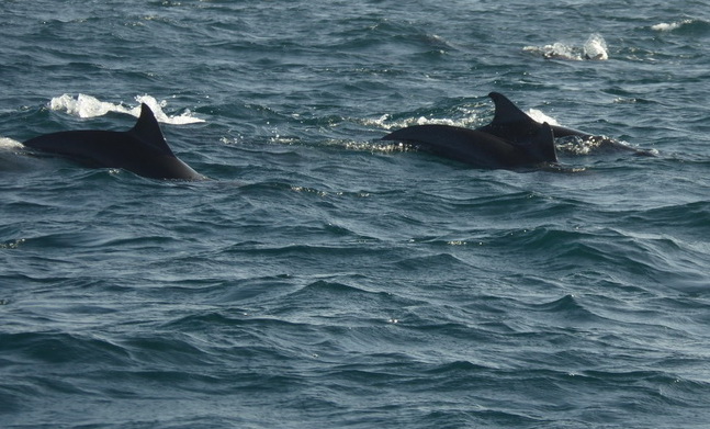 palagama beach    Dolphins Indian Ocean Dolphin Watching in Kalpitiya