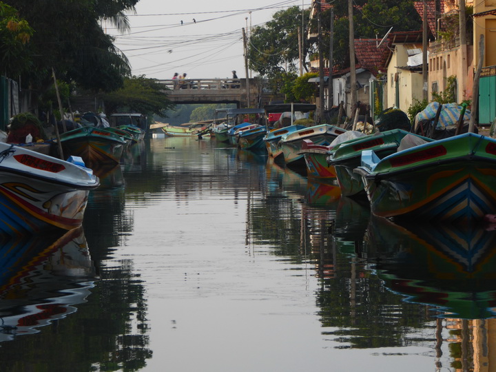 Negombo Boatsafari Mangroves 