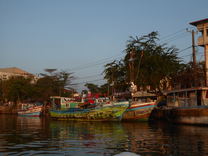 Negombo Boatsafari Mangroves 