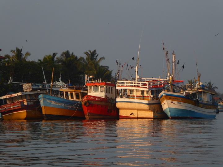 Negombo Boatsafari Mangroves 