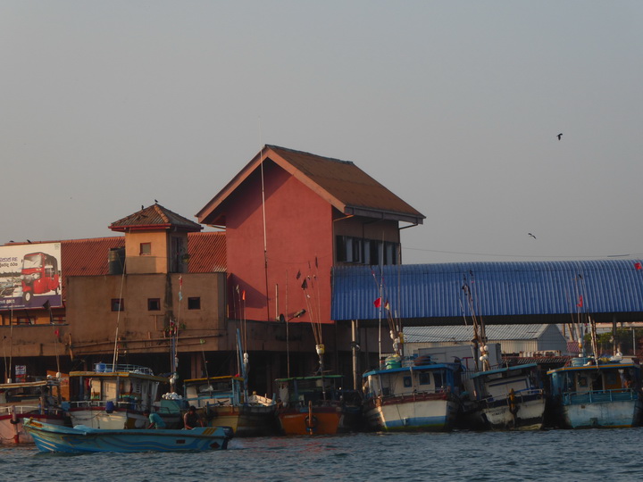 Negombo Boatsafari Mangroves 