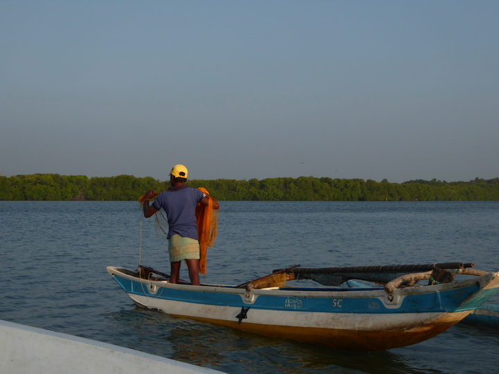   Negombo Boatsafari Mangroves Negombo Boatsafari Mangroves 