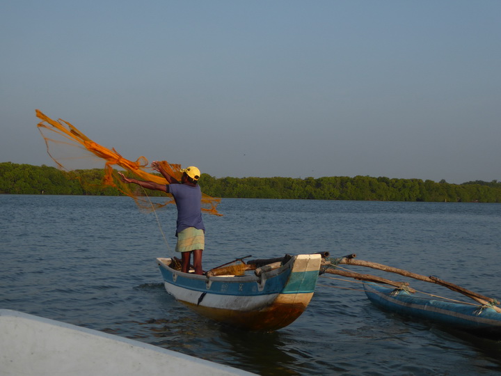   Negombo Boatsafari Mangroves Negombo Boatsafari Mangroves 