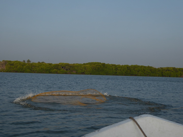  Negombo Boatsafari Mangroves Negombo Boatsafari Mangroves 