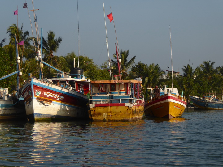 Negombo Boatsafari Mangroves Fisherman Boat