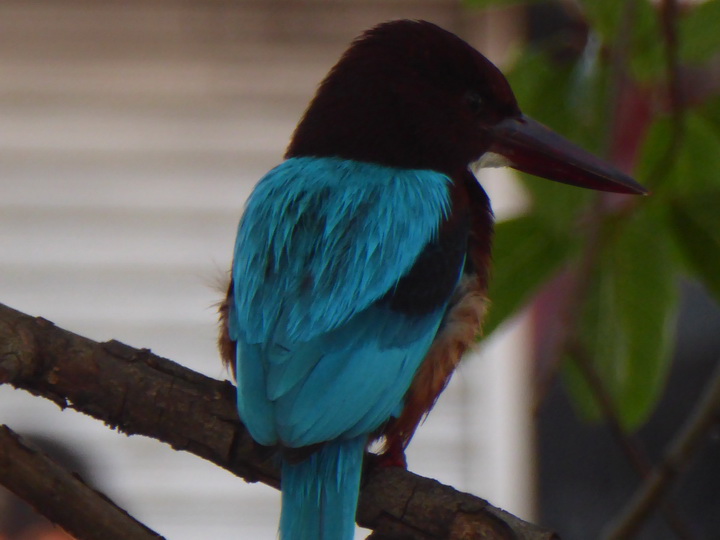 Negombo Boatsafari Mangroves White Throated Kingfisher