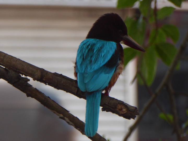   Negombo Boatsafari Mangroves Negombo Kingfisher