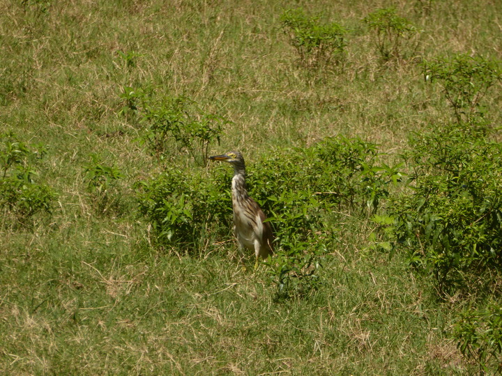 heron ibis Cattleheron 