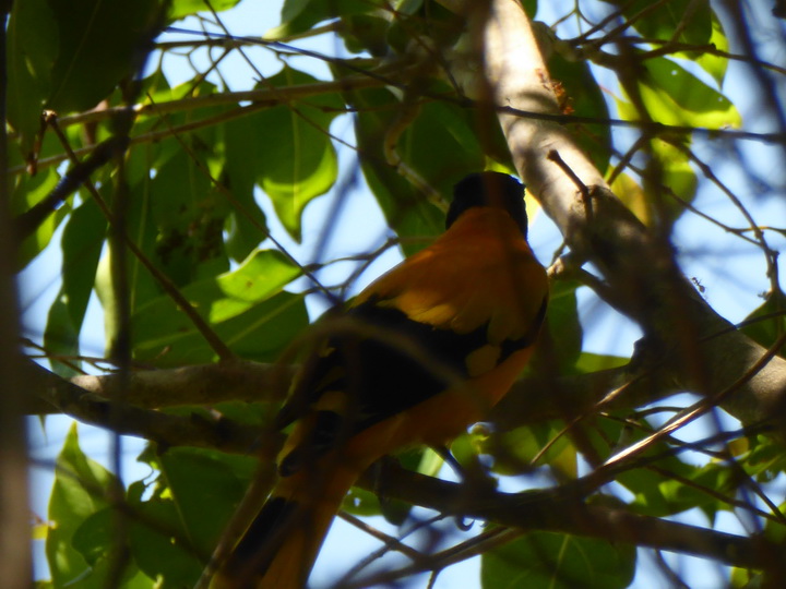Anawilundawa       Bird sanctuary