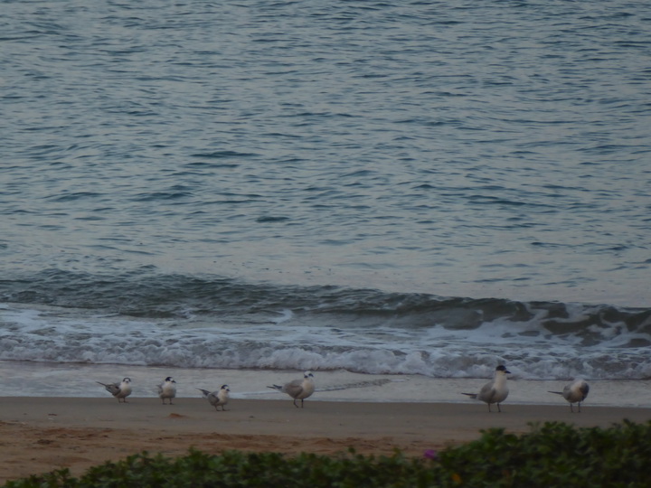 fishermen Palagama