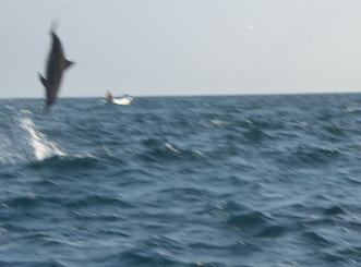 palagama beach    Dolphins Indian Ocean Dolphin Watching in Kalpitiya