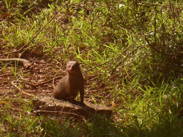 Wilpattu NP mongoose