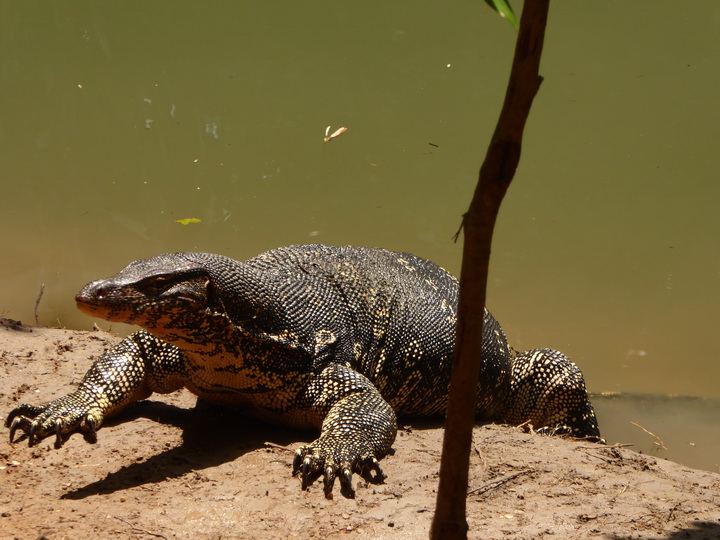  WAter Monitor Lizard 