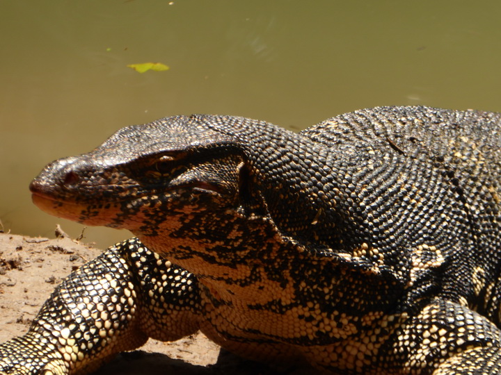 WAter Monitor Lizard 