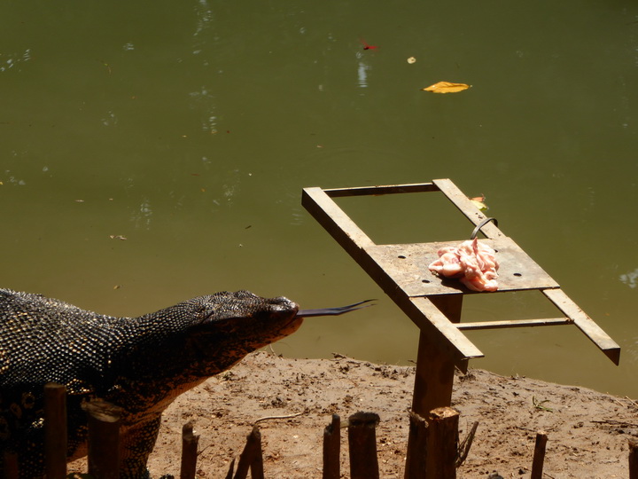 WAter Monitor Lizard 