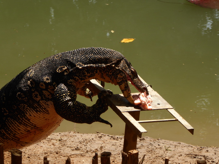 WAter Monitor Lizard 