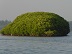  SRI_Lanka_negombo_mangroves