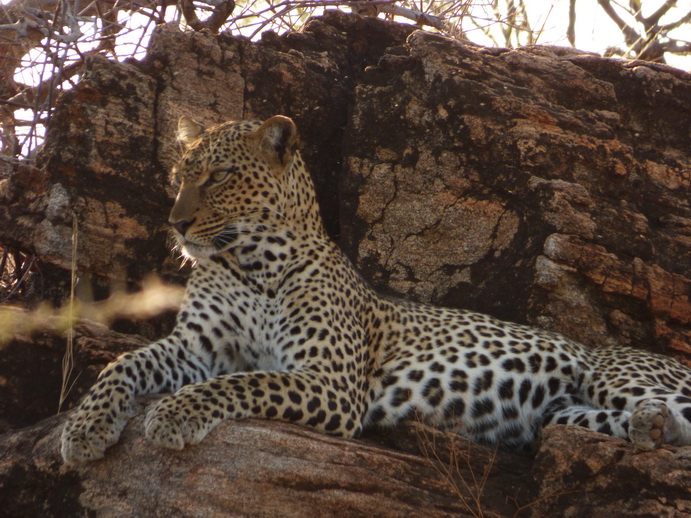 Samburu Nationalpark Chui Leopard Lepard