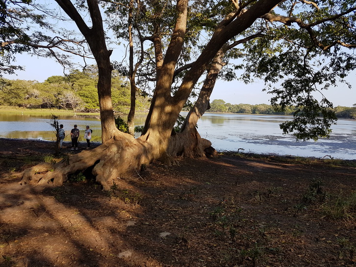 Wilpattu NP Wilpattu NP Wilpattu National Park Camp Kulu Lakesafaris  